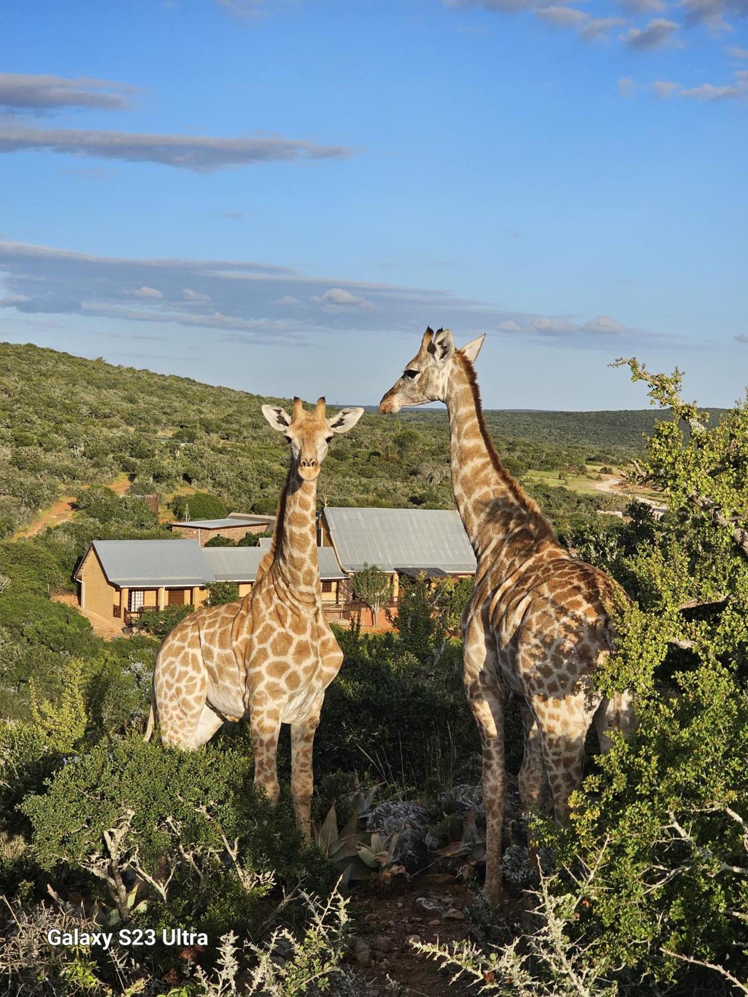 Valley Bushveld Country Lodge Addo Exterior photo