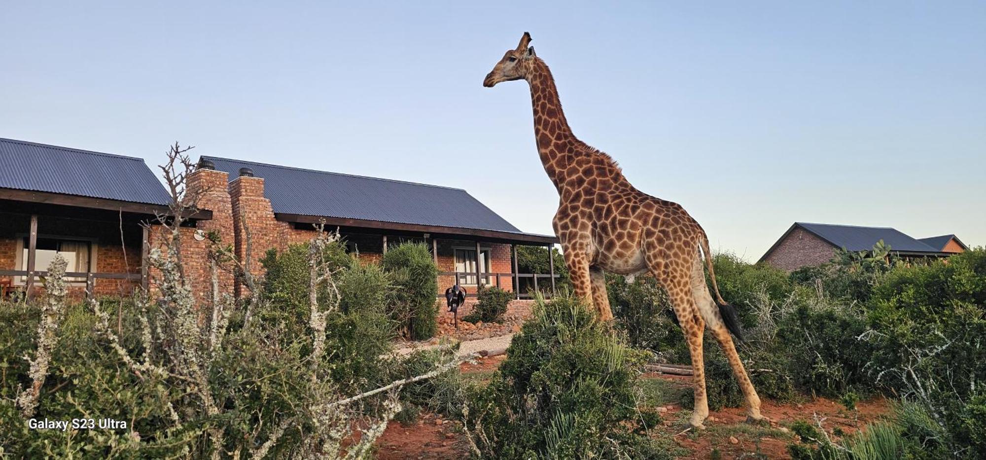 Valley Bushveld Country Lodge Addo Exterior photo