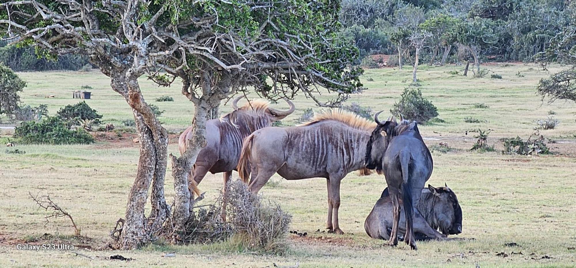 Valley Bushveld Country Lodge Addo Exterior photo