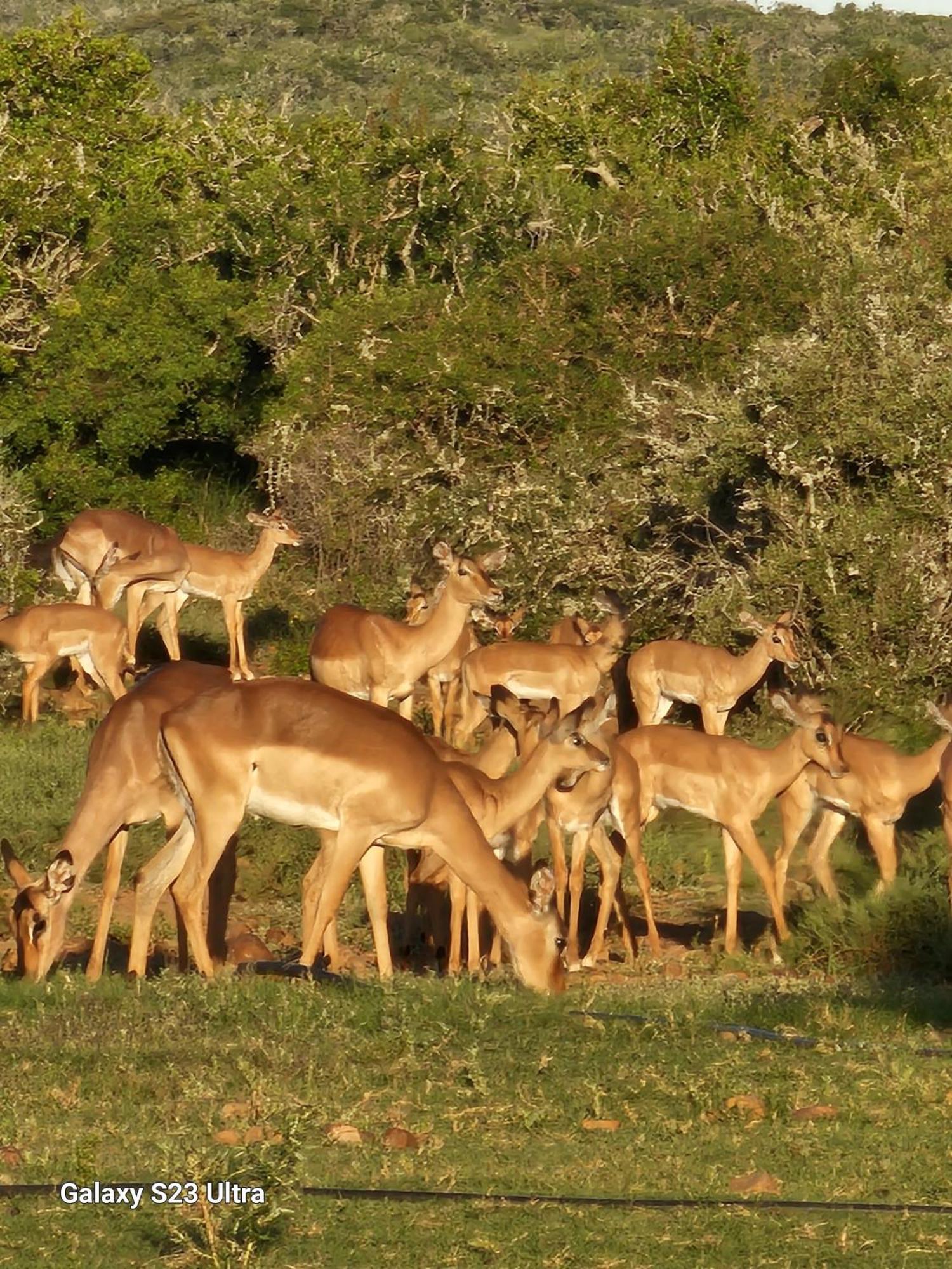 Valley Bushveld Country Lodge Addo Exterior photo