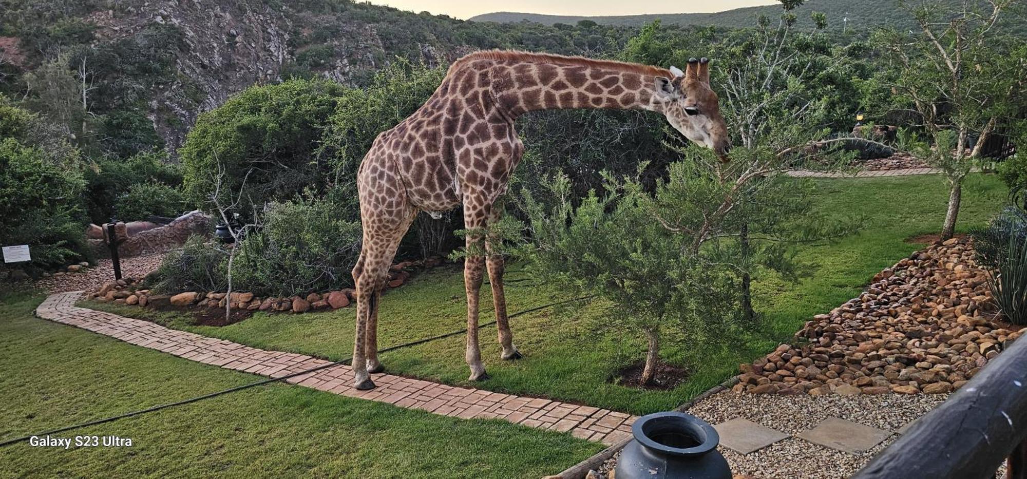 Valley Bushveld Country Lodge Addo Exterior photo