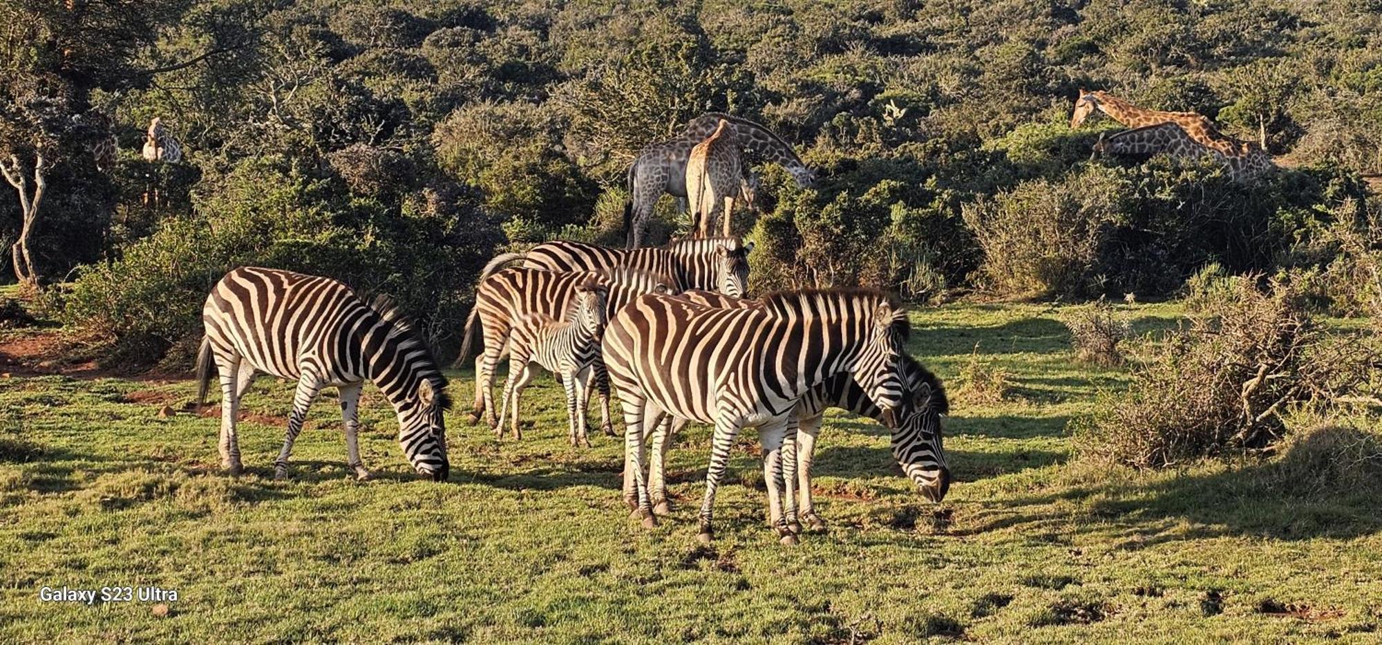 Valley Bushveld Country Lodge Addo Exterior photo